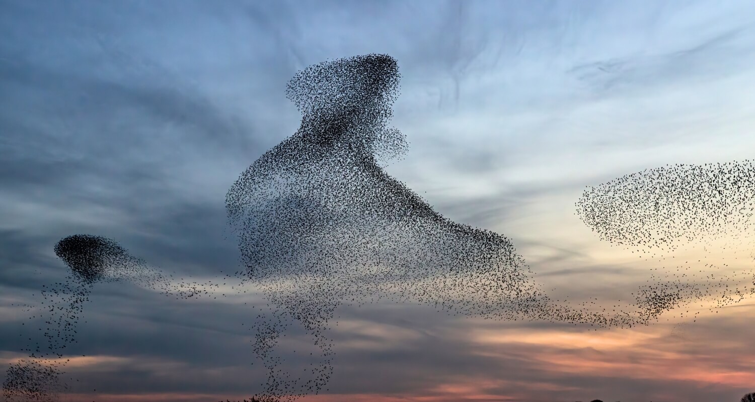 sort-sol-lauritzen-rejser Sort Safari - Sort Sol - Lauritzen Rejser